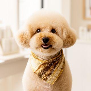 Instagram thumbnail of a groomed dog with a textile accessory