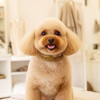 Instagram thumbnail of a freshly groomed dog posing in salon